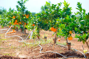 Datos clave del sector agroalimentario en Valencia e industria 4.0 en España