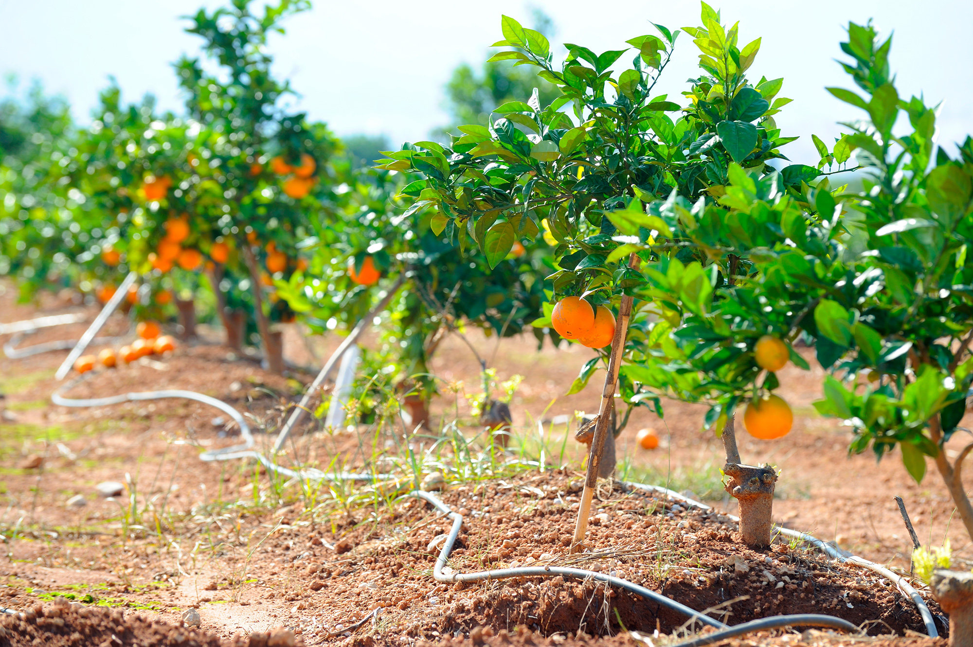 Datos clave del sector agroalimentario en Valencia e industria 4.0 en España